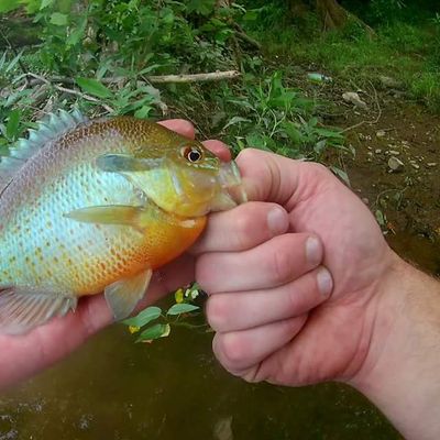 The most popular recent Redbreast sunfish catch on Fishbrain