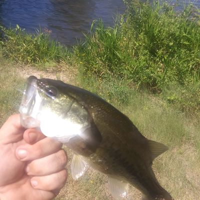 ᐅ Lucas Pond fishing reports🎣• Bastrop, AR (United States) fishing