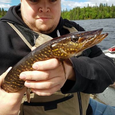 ᐅ Lac Connelly fishing reports🎣• Quebec, Canada fishing