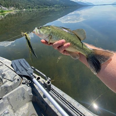 ᐅ Dutch Lake fishing reports🎣• British Columbia, Canada fishing