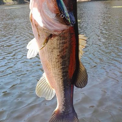 ᐅ Ravenel Lake fishing reports🎣• Brevard, NC (United States) fishing