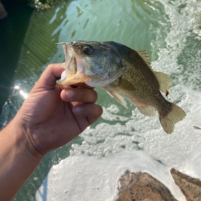 ᐅ Shepherd Lake fishing reports🎣• Bethany, OK (United States) fishing