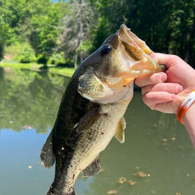 ᐅ Burnett Brook fishing reports🎣• Randolph, NJ (United States