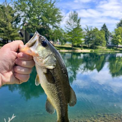 Largemouth Bass - Fishes of Boneyard Creek