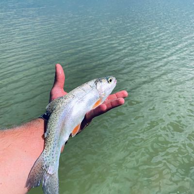 ᐅ Adams Reservoir fishing reports🎣• Durango, CO (United States