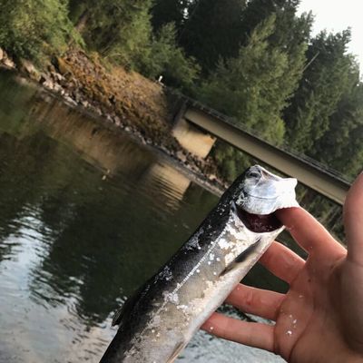 ᐅ Canyon Creek fishing reports🎣• Battle Ground, WA (United States) fishing