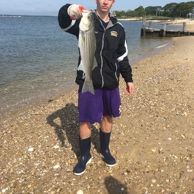 ᐅ Orient Harbor fishing reports🎣• Southold, NY (United States) fishing