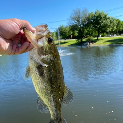 ᐅ Russell Creek fishing reports🎣• Plano, TX (United States) fishing