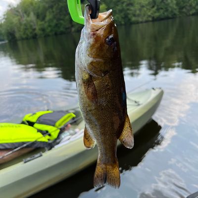 ᐅ Green River Reservoir fishing reports🎣• Essex, VT (United