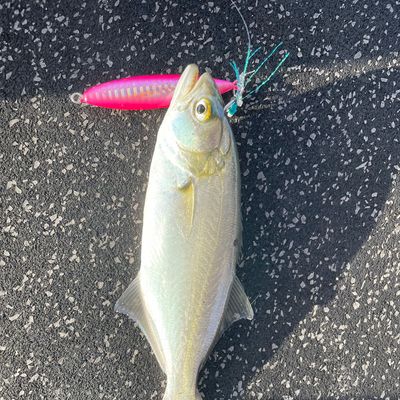 Recently caught Bluefish