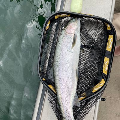 Fishing reports, best baits and forecast for fishing in Shaw Creek