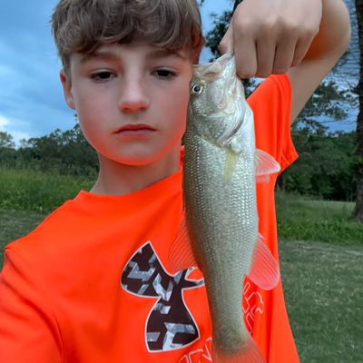 ᐅ Mitchell Lake fishing reports🎣• Calera, AL (United States) fishing