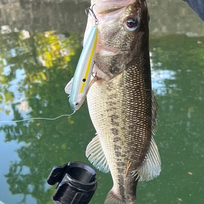 Fishing reports, best baits and forecast for fishing in Lake Lure