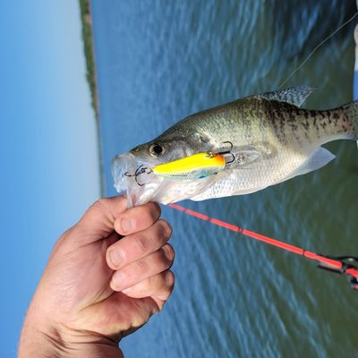 Fishing reports, best baits and forecast for fishing in Lake Arcadia