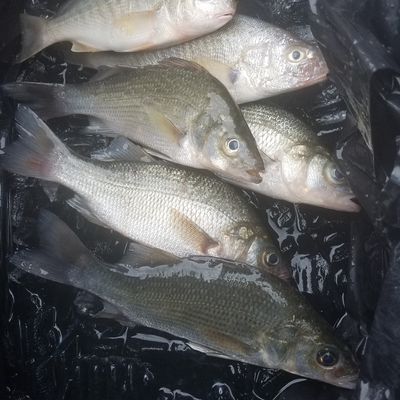 ᐅ Deal Island Marsh fishing reports🎣• Princess Anne, MD (United