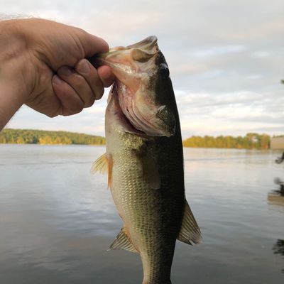 ᐅ Nelson Lake fishing reports🎣• Ontario, Canada fishing