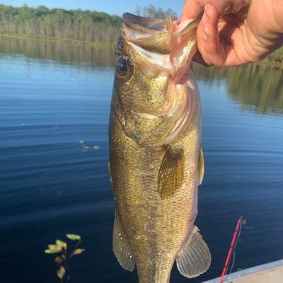 ᐅ Grindstone Lake fishing reports🎣• Superior, WI (United States) fishing