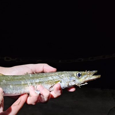 The most popular recent Obtuse barracuda catch on Fishbrain