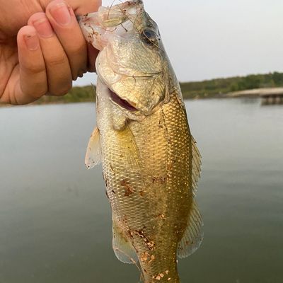 ᐅ Jim Chapman Lake fishing reports🎣• Sulphur Springs, TX (United