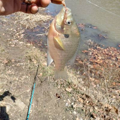 ᐅ Lily Pond fishing reports🎣• Youngstown, OH (United States) fishing