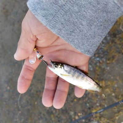 Smallest fish caught on a hook?