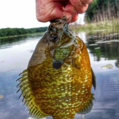 ᐅ Hub Lake fishing reports🎣• Superior, WI (United States) fishing