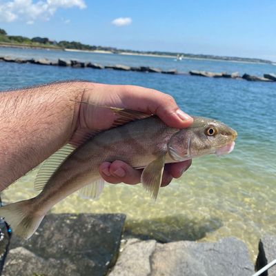 ᐅ Blackfish Creek Marshes fishing reports🎣• Harwich, MA (United States)  fishing