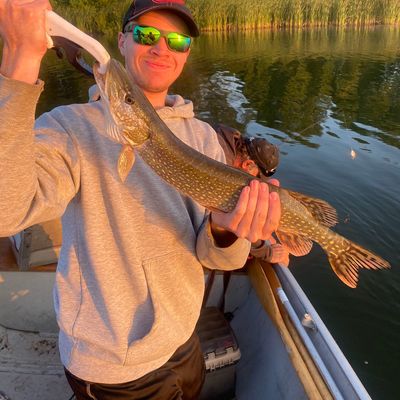 ᐅ Guelph Lake fishing reports🎣• Ontario, Canada fishing