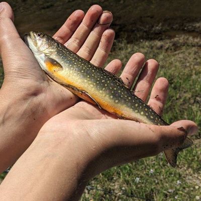 ᐅ Bagley Lakes fishing reports🎣• Sedro-Woolley, WA (United States) fishing