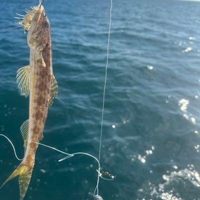 Recently caught Inshore lizardfish