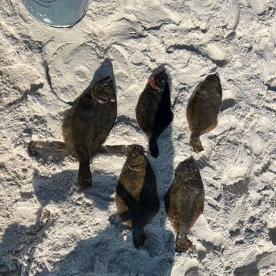 Recently caught Southern flounder