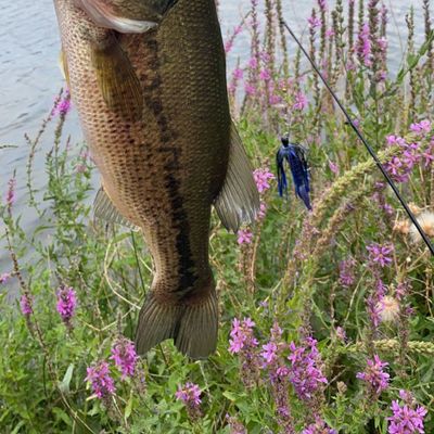 ᐅ H Lake fishing reports🎣• East Wenatchee, WA (United States) fishing