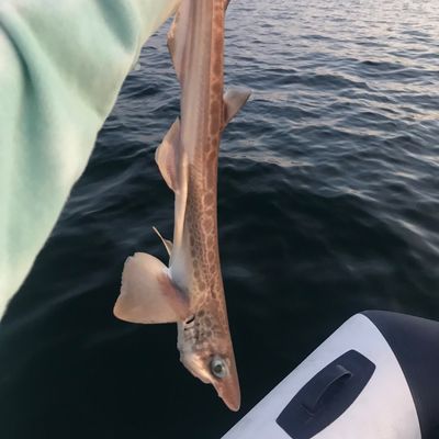 Ling, rabbitfish and blackmouth catshark! Fishing with friends