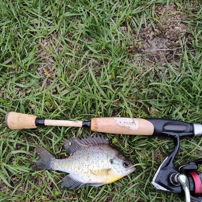 Fishing reports, best baits and forecast for fishing in Stricklands Pond