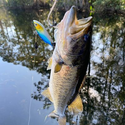 ᐅ Pocket Lake fishing reports🎣• Lake Butler, FL (United States) fishing