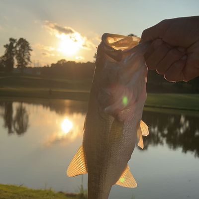 ᐅ Mitchell Lake fishing reports🎣• Calera, AL (United States) fishing