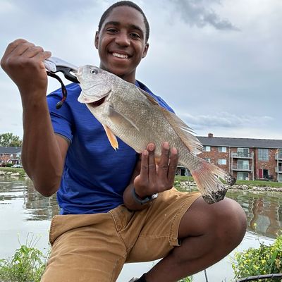 ᐅ Peltier Drain fishing reports🎣• Mount Clemens, MI (United