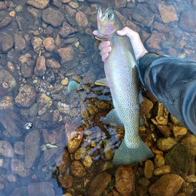 Fly Fishing the Tilton River for Cutthroat Trout! 