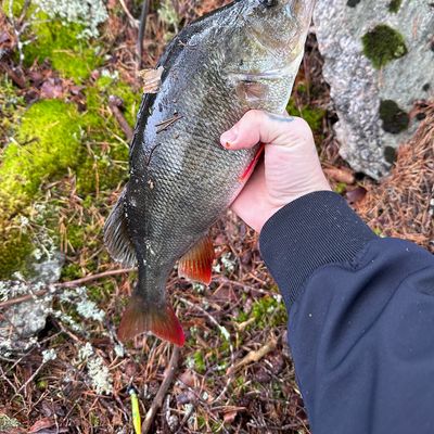 ᐅ Västra Styran fishing reports🎣• Stockholm, Sweden fishing