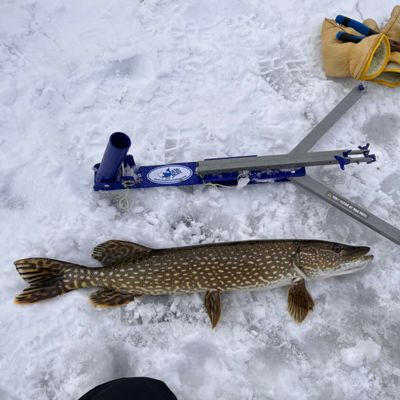 ᐅ Pearl Lake fishing reports🎣• Ontario, Canada fishing