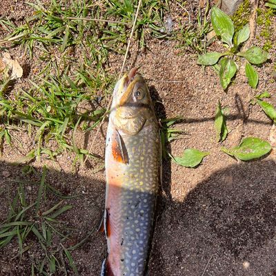 Recently caught Brook trout