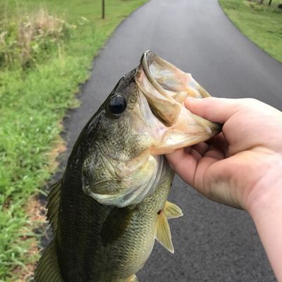 ᐅ Riddles Bend fishing reports🎣• Gadsden, AL (United States) fishing