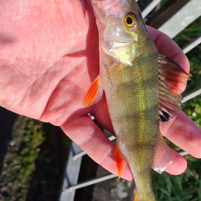 Hooks for Perch Fishing