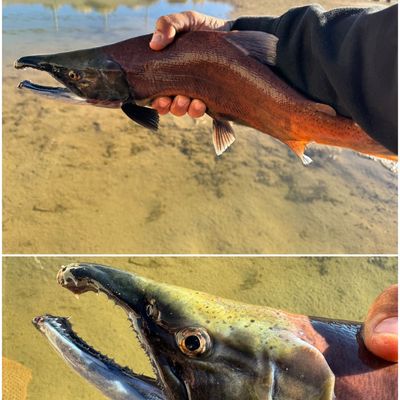 Wolford Mountain Reservoir fishing reports Steamboat Springs