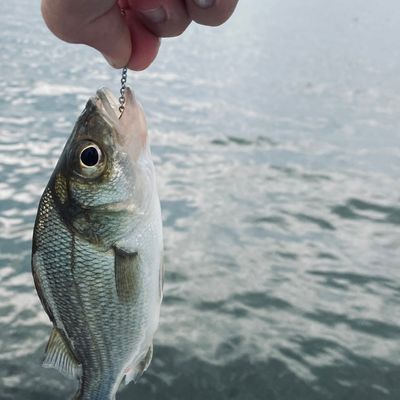 ᐅ Mezick Ponds fishing reports🎣• Arnold, MD (United States) fishing