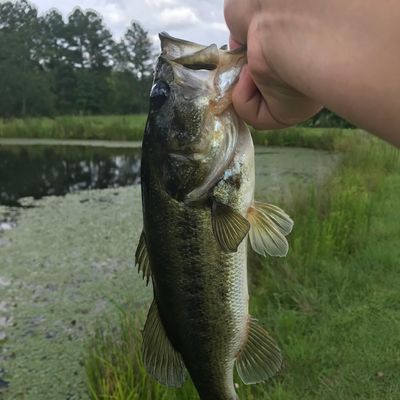 ᐅ F Coopers Pond fishing reports🎣• Columbia, SC (United States