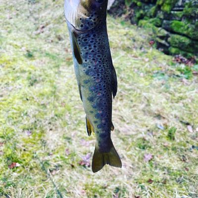Recently caught Lake trout