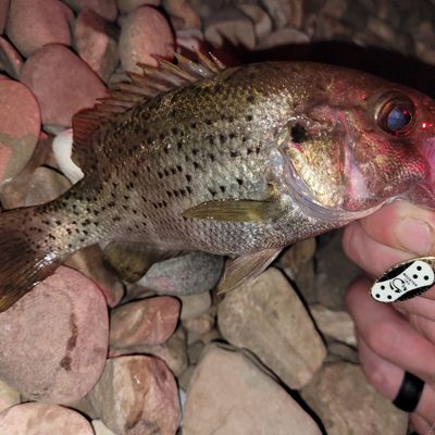 Recently caught Ozark Bass