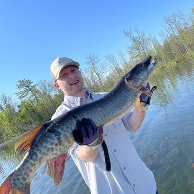 Recently caught Muskellunge