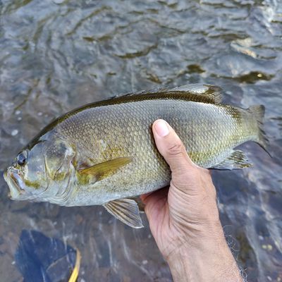 Fishes of the Upper Raritan - Raritan Headwaters